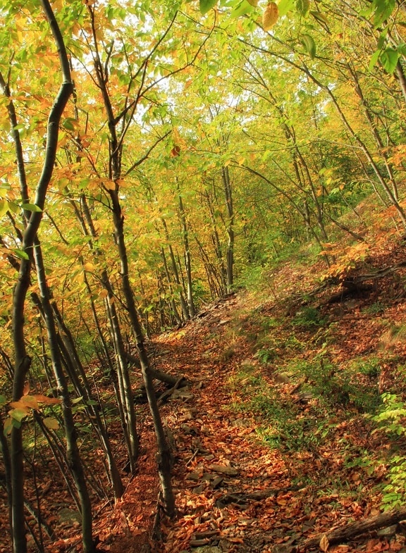 podzim, Les, divočina, list, dřevo, příroda, strom, krajina