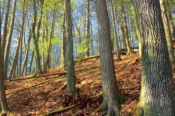 dřevo, strom, list, hill, podzim, ekologie, příroda, krajina, životní prostředí, Les