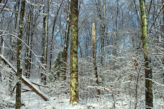 dřevo, zima, strom, příroda, sníh, krajina, mráz, větev