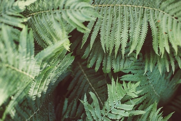 ใบสีเขียว พืช ธรรมชาติ เฟิร์น พืช ป่า สมุนไพร นิเวศวิทยา