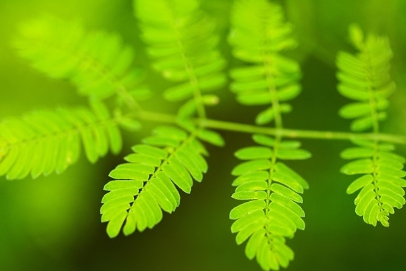 ใบ พืช ธรรมชาติ สีเขียว สมุนไพร เฟิร์น พืช ใบ ระบบนิเวศ ป่า