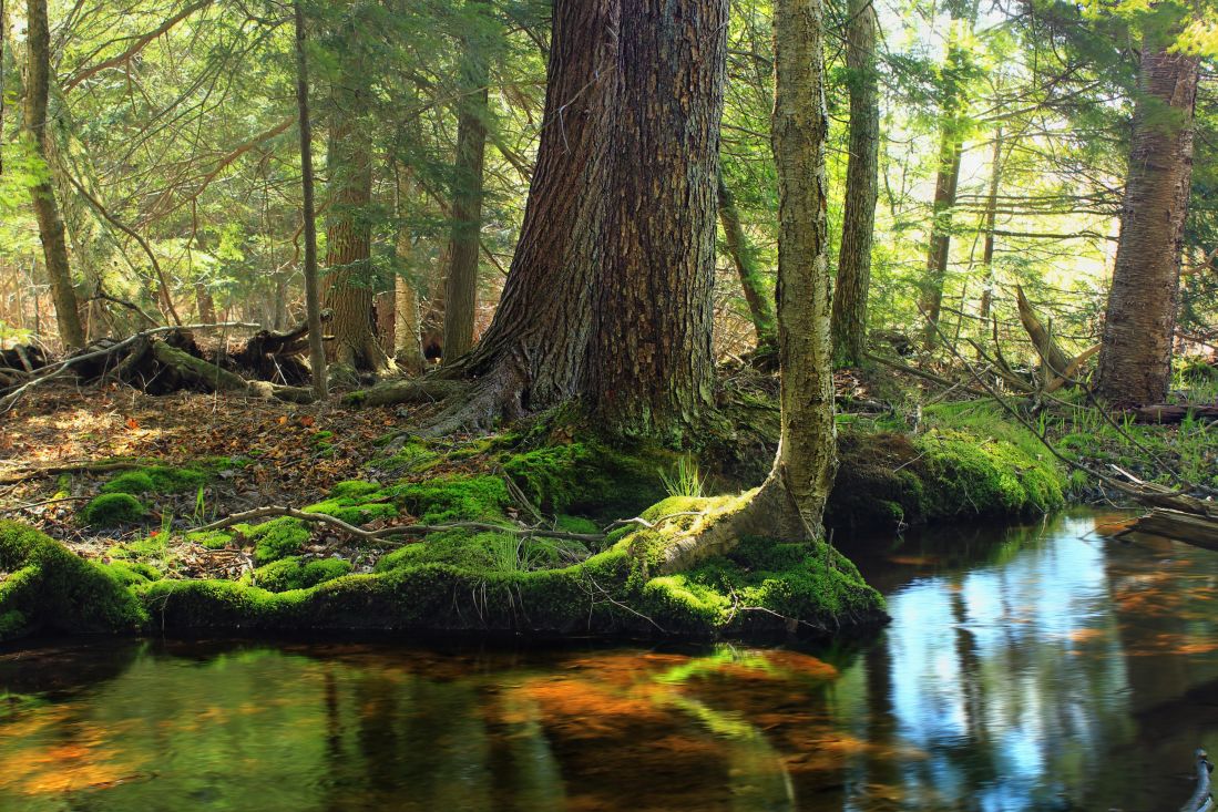 dřevo, krajina, list, Les, strom, příroda, životní prostředí