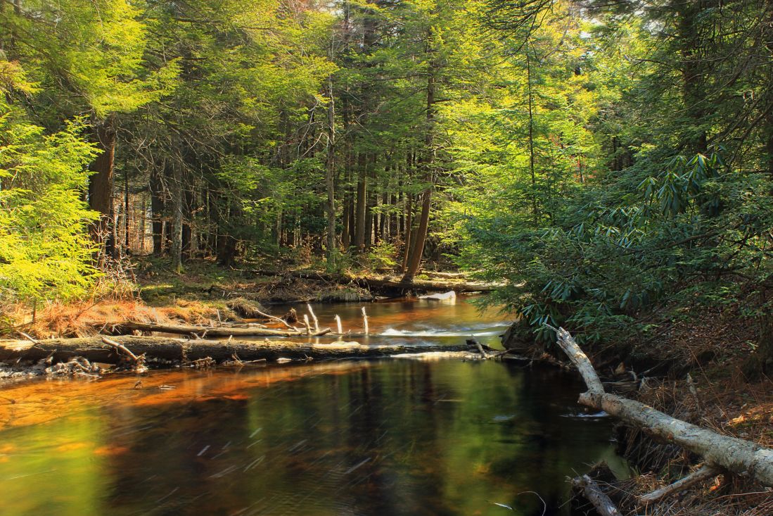 water, wood, leaf, river, tree, forest, ecology, nature, landscape, stream