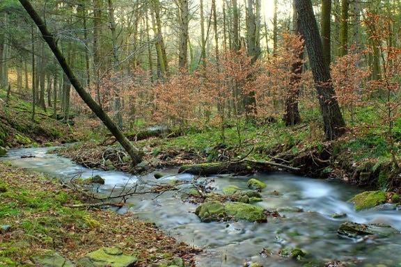 wood, water, nature, landscape, stream, river, leaf