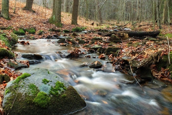 vody, stream, ekológia, lesa, prírody, drevo, rieka, leaf, vodopád