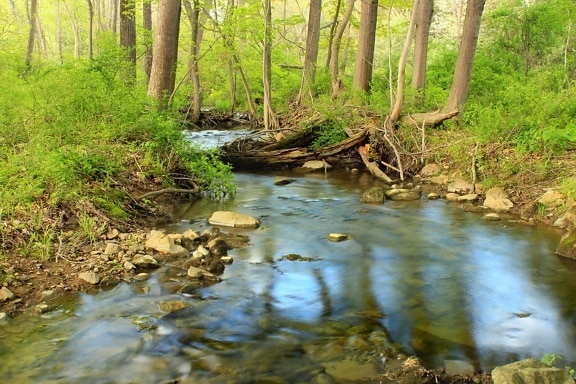 agua, naturaleza, madera, río, hoja de, corriente, paisaje