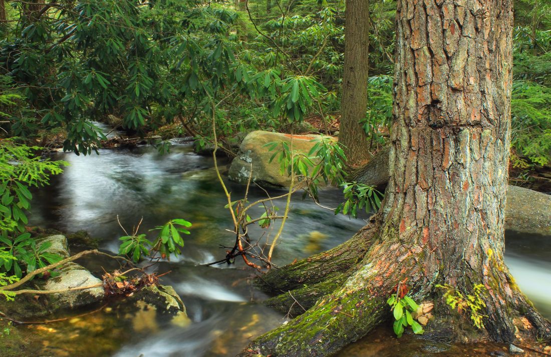 wood, water, tree, nature, river, forest, ecology, leaf, stream, landscape