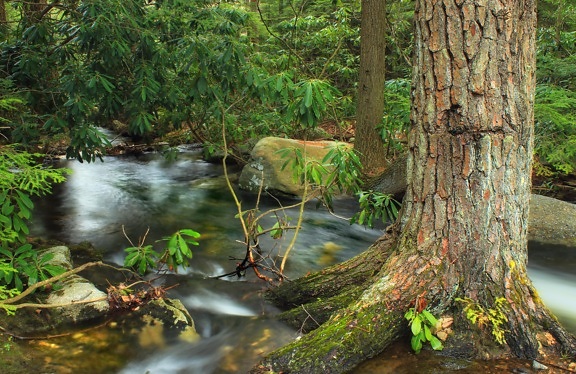 дърво, вода, дърво, природа, река, гора, екология, листа, поток, пейзаж