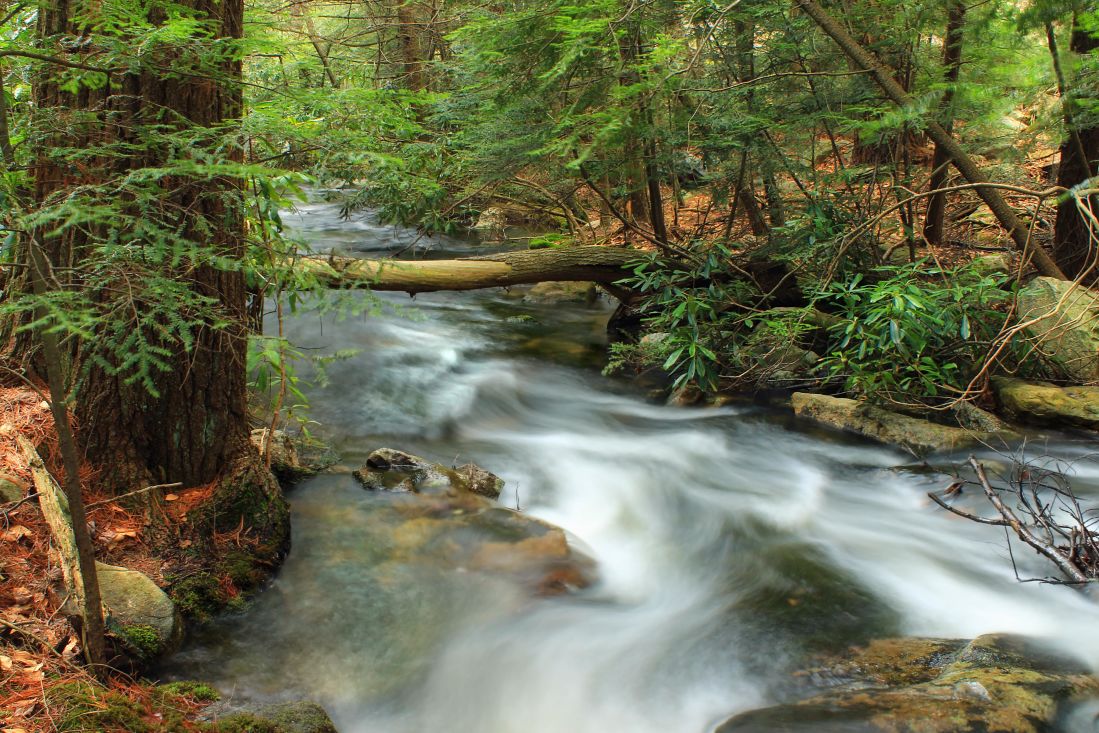 acqua, foresta, ecologia, torrente, fiume, cascata, legno, creek, natura