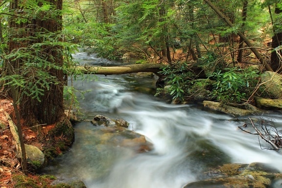 vatten, skog, ekologi, stream, floden, vattenfall, trä, creek, natur