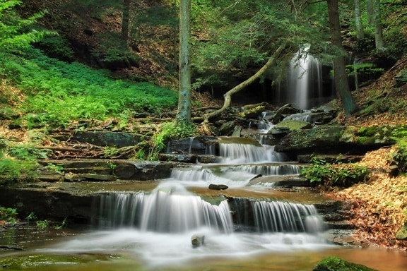water, waterfall, forest, ecology, stream, wilderness, river, nature, wood, leaf