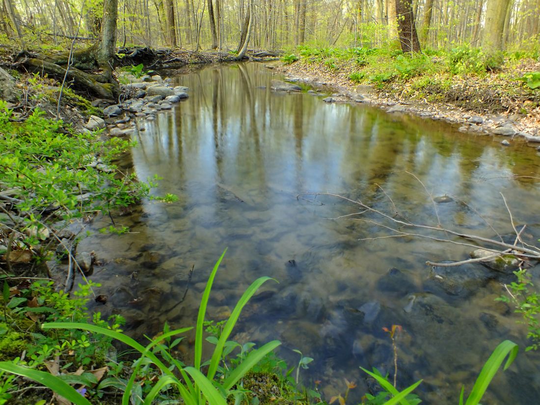 vodu, ekologie, Les, řeka, příroda, proud, dřevo, listí, krajina