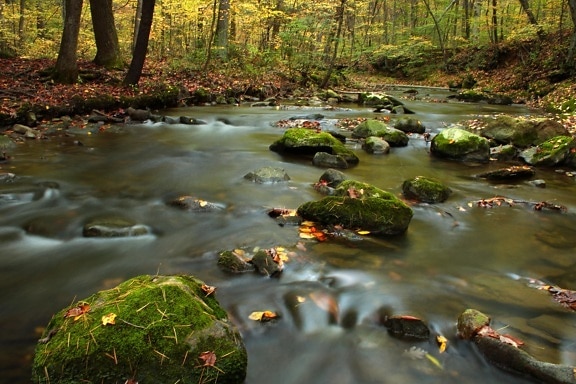 вода, река, гора, екология, поток, дърво, листа, дърво, водни, горски