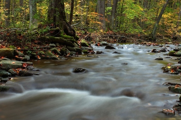 nước, sông, lá, dòng, gỗ, thiên nhiên, creek, phong cảnh