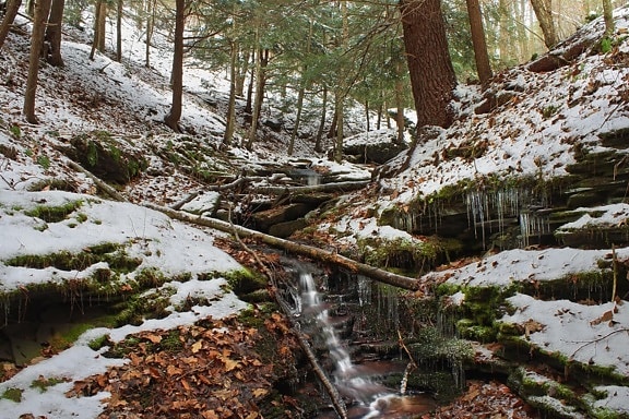 ไม้ ธรรมชาติ หิมะ ฤดูหนาว สน ต้นไม้ ภูมิทัศน์ น้ำ แม่น้ำ สภาพแวดล้อม