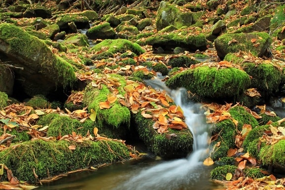 efterår, vand, lichen, natur, moss, blade, træ, træ, river, skov