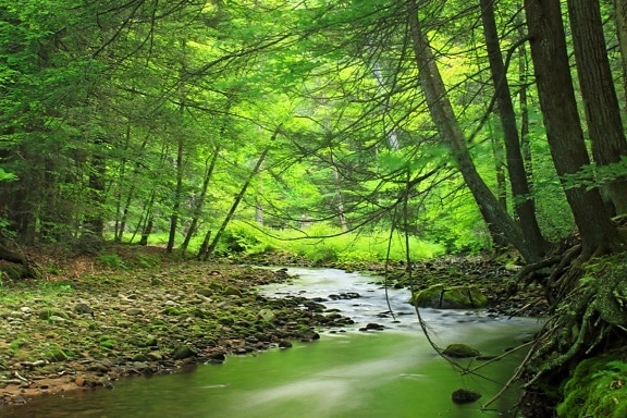 Les, zelené listy, mech, ekologie, dřevo, krajina, strom, příroda, listy, voda