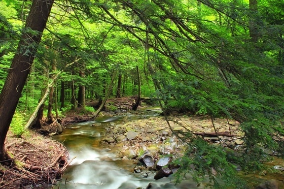 wood, nature, water, leaf, landscape, ecology, tree, river, moss