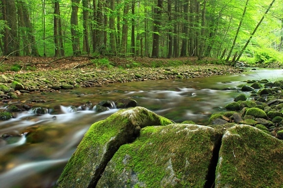 lemn, apă, natura, moss, peisaj, ecologie, râul, frunze, flux