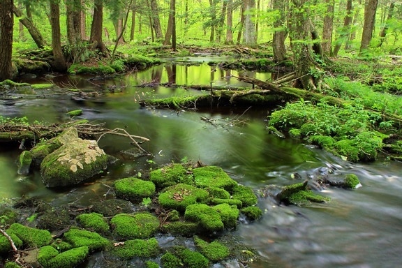 water, nature, moss, wood, forest, moss, stream, river, landscape