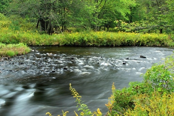 acqua, natura, fiume, ecologia, flusso, foglia, paesaggio, legno
