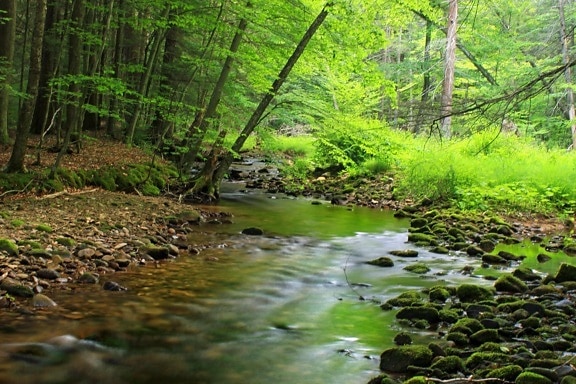 wood, nature, water, forest, landscape, leaf, river, tree, moss