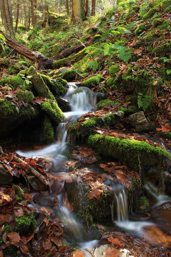 Waterval water, bos, mos, stream, hout, natuur, creek, rivier