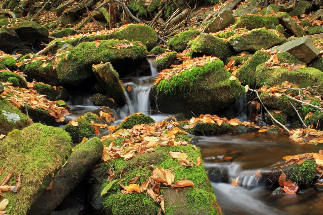 οικολογία, φθινόπωρο, ποτάμι, ρεύμα, βρύα, φύλλο, δέντρο, naturewater