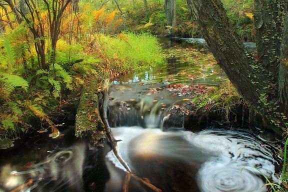 vody, dreva, leaf, lesa, moss, strom, rieka, príroda, krajina, stream