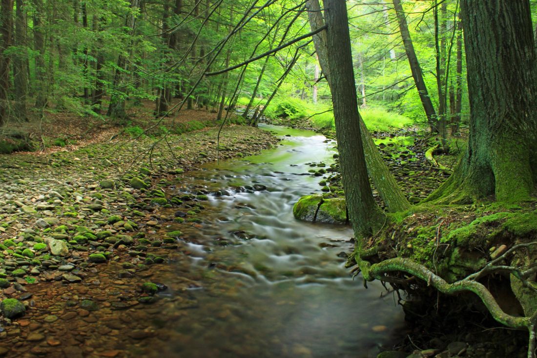 dřevo, příroda, Les, jaro, zelené listy, krajina, list, strom, voda, moss, vodní