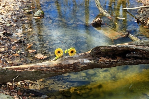 water, river, wood, flower, ecology, nature, stream, landscape, tree