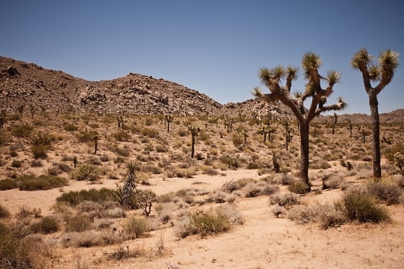 desert, dry, landscape, geology, sandstone, erosion, cactus, tree, sky, bush, shrub