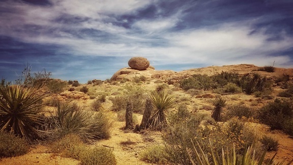désert, paysage, sécher, cactus, l’érosion, la vallée, ciel, sable, knoll, champ