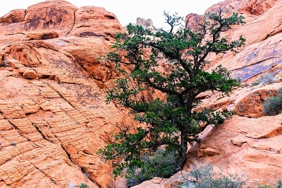 Sandstein, Natur, Landschaft, Baum, Erosion, Geologie, Canyon, Wüste