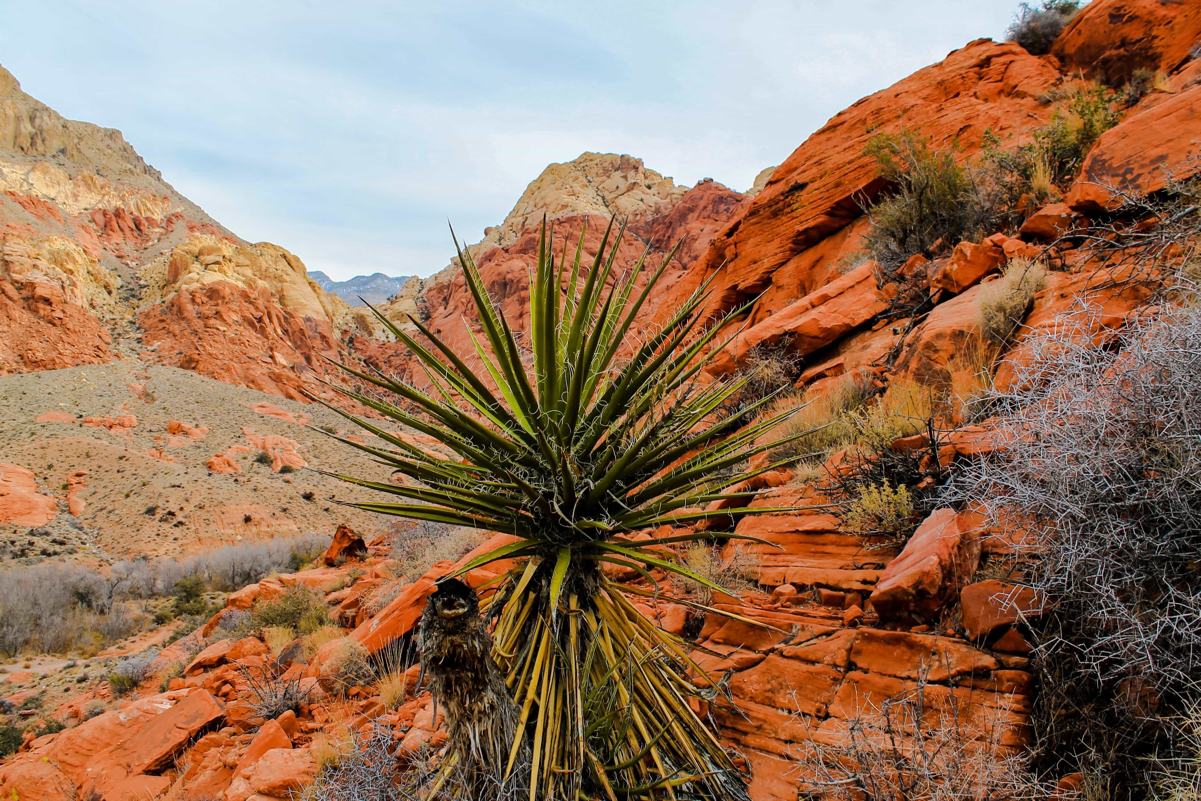 フリー写真画像 砂漠 自然 サボテン ハーブ 風景 木 低木 植物 空 山