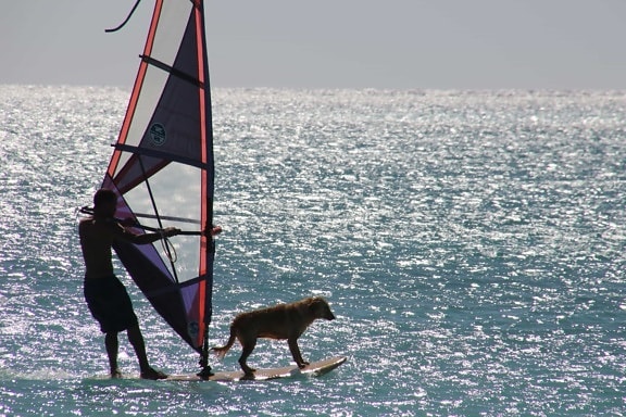 вода, море, океан, спорт, собака, ветер, гидроциклы, парусная лодка, лодка, парус