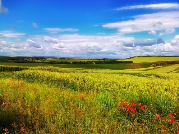 風景、フィールド、農村、自然、菜種、農業、青い空、ruralk、牧草地