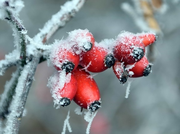 keř, červená, zima, LED, detail, makro, mráz, sníh, větev, příroda, berry