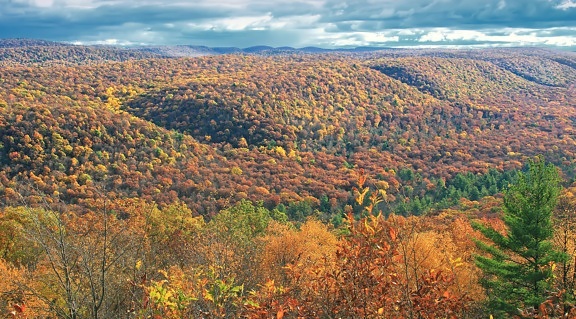 秋、森、風景、木、自然、山、木、植物、屋外