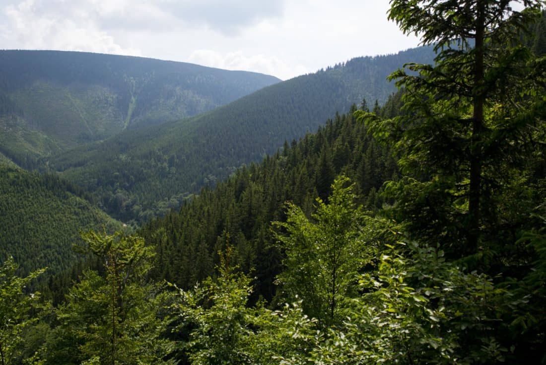 příroda, dřevo, krajina, strom, horské, jehličnatý, Les, divočina