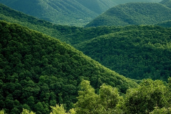 doğa, ahşap, ağaç, yeşil, şube, vahşi doğa, manzara, tepe, dağ, orman