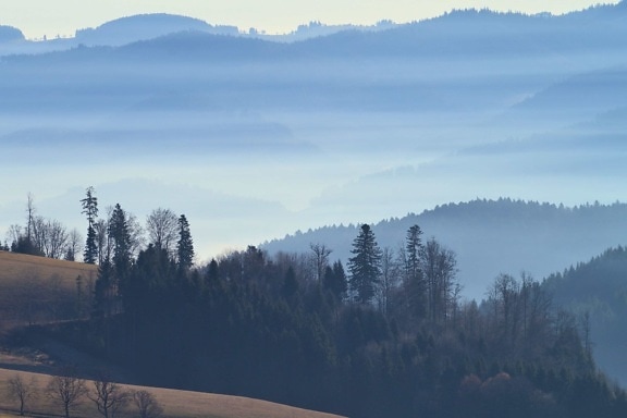 Wald, Winter, Baum, Berg, Landschaft, Nebel, Holz, Nebel, Dämmerung