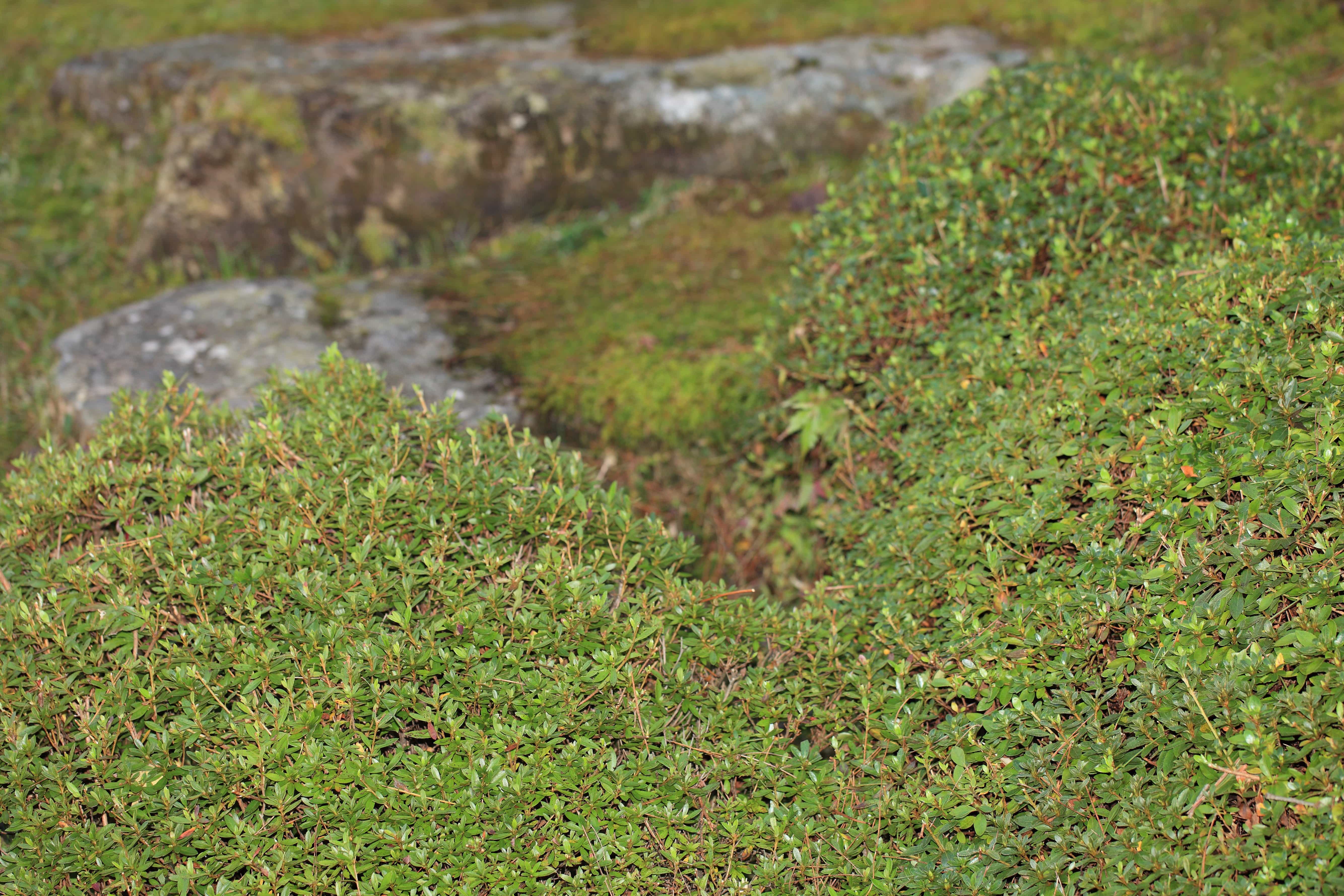 フリー写真画像 自然 葉 植物 草 葉 風景 テクスチャ 植物