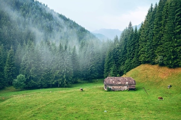landscape, forest, conifer, pasture, meadow, mountain, wood, tree, nature, grass, hill