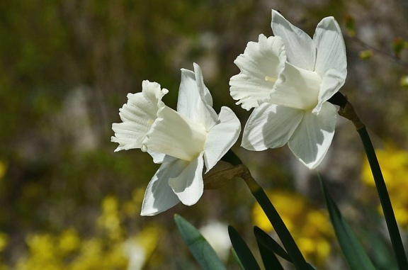 Нарцисс, белый цветок, аромат, лето, Лепесток, пестик, природа, флора, лист, Сад, трава