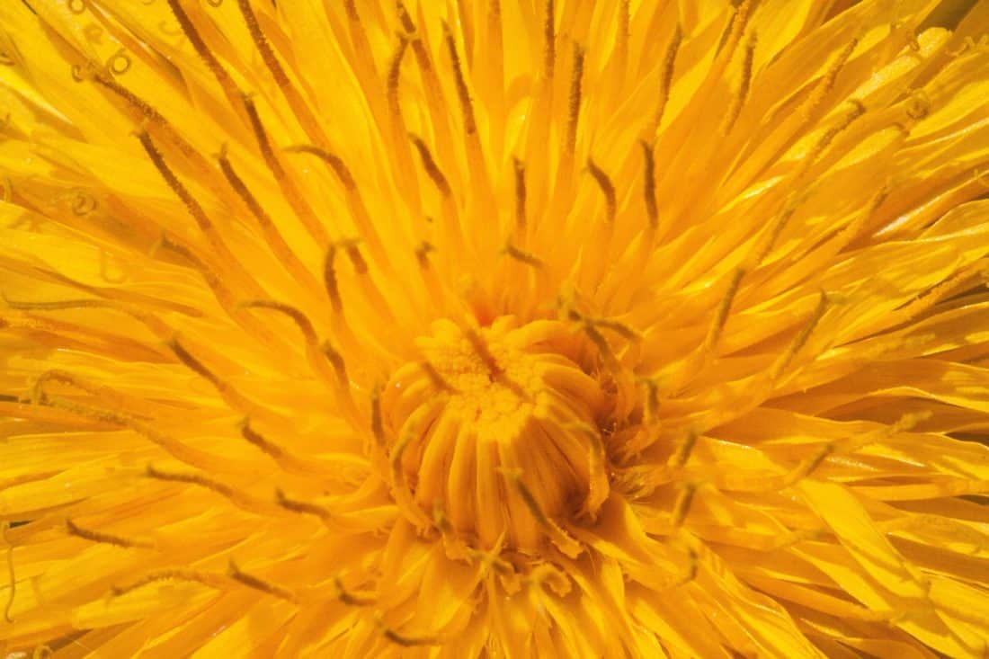 Квітка жовта кульбаба, природи, флори, трава, завод, Пелюстка