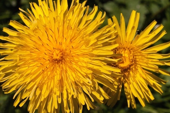 ดอกไม้ สีเหลือง ดอกแดนดิไล ฤดูร้อน แมโคร ธรรมชาติ พืช สมุนไพร พืช ดอก