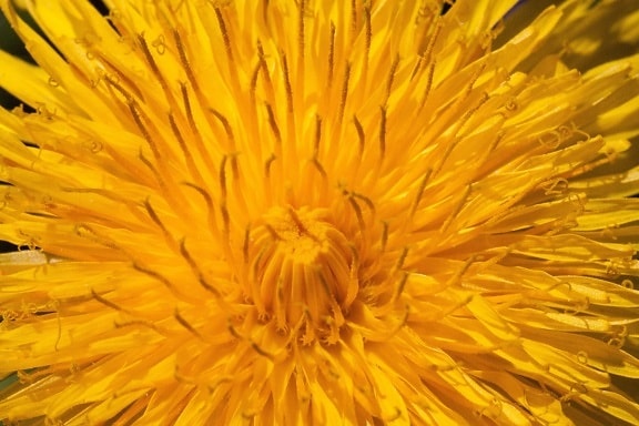 Maslačak, cvijet, makronaredbe, žuta, priroda, bilje, biljka, latica, cvijet