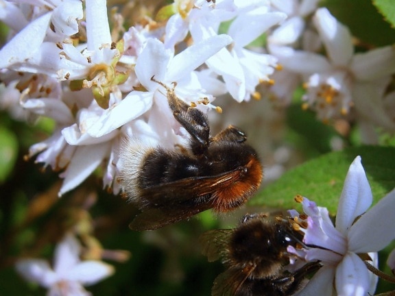 flor, abejorro, naturaleza, polinización, insecto, miel, polen, hojas, polinización