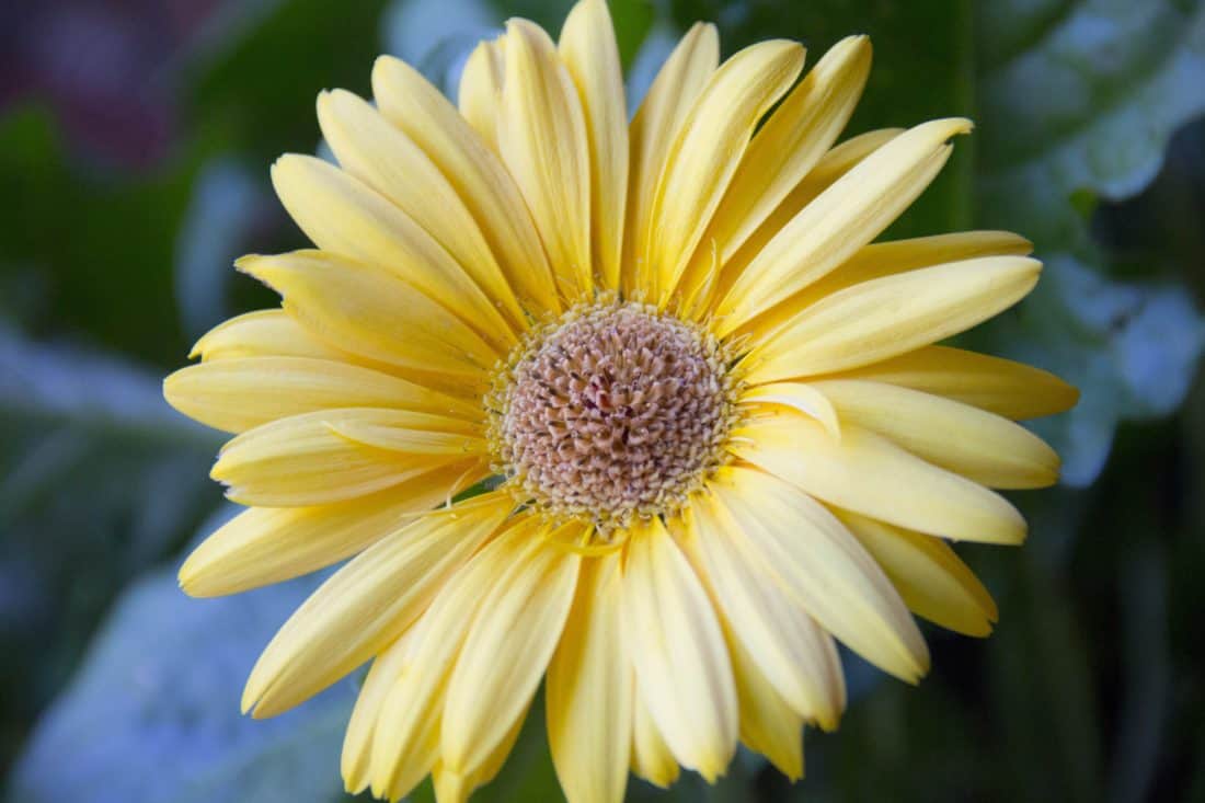 Duft, Makro, Pollen, Nektar, Natur, Blume, Sommer, Garten, Blütenblatt, daisy